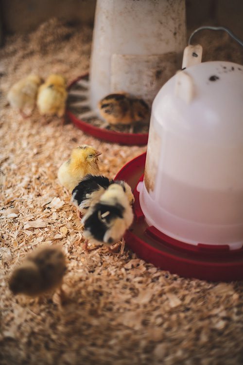 Chicken Incubation and Hatching Baby Chicks