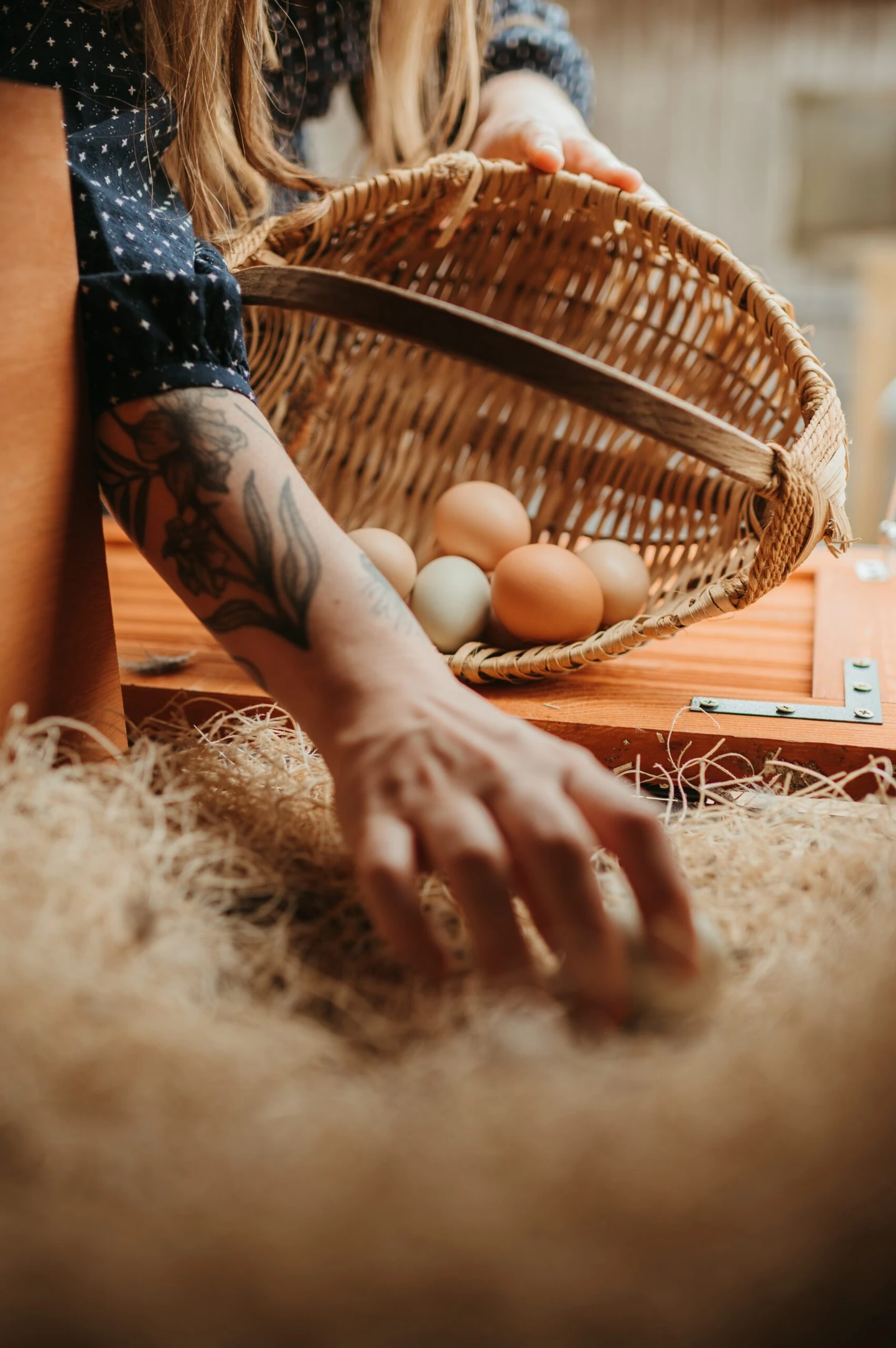 Egg Production → Turkey Transition