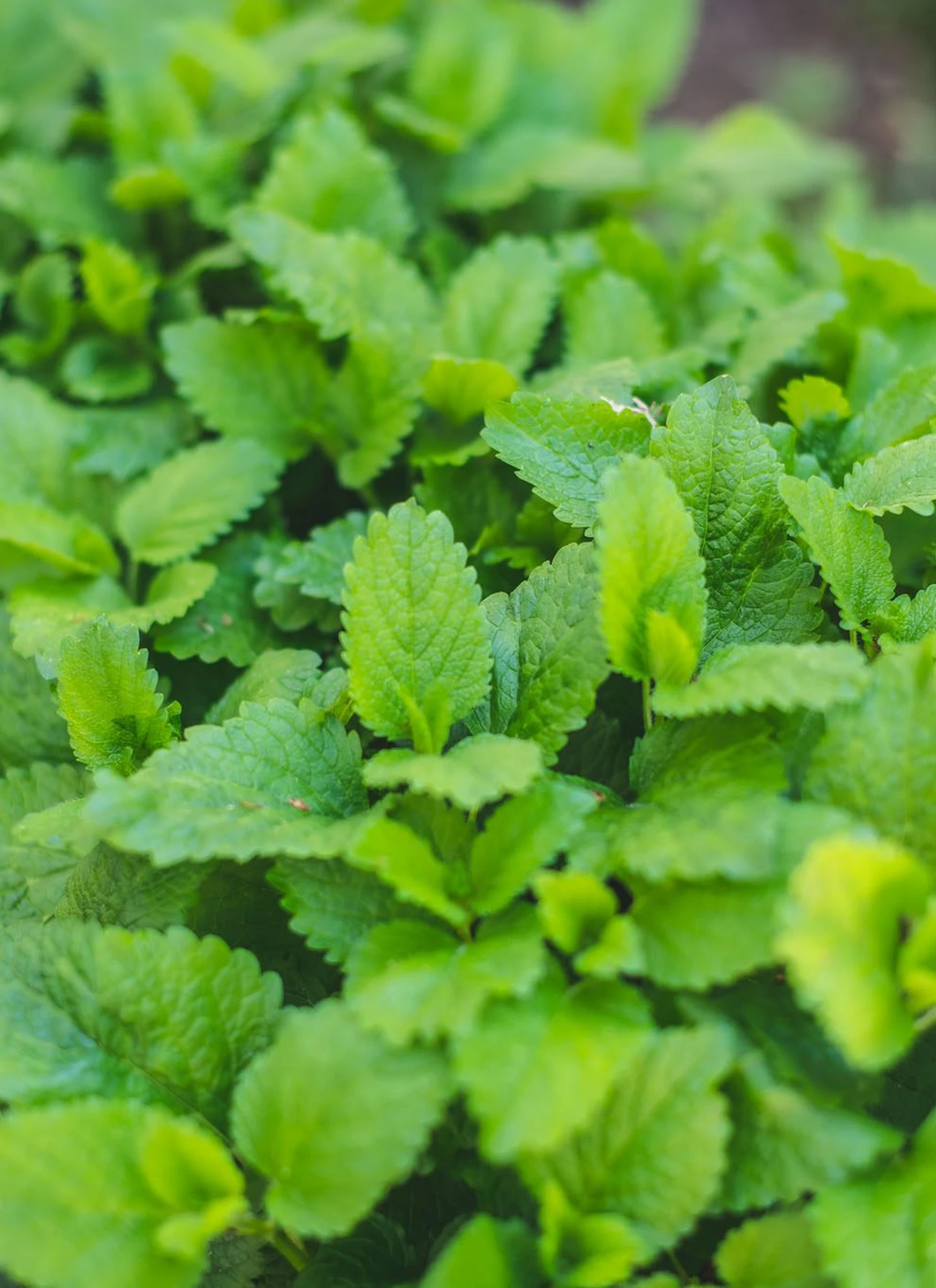 Herb Garden: The Art of Creating and Maintaining a Versatile Herb Garden