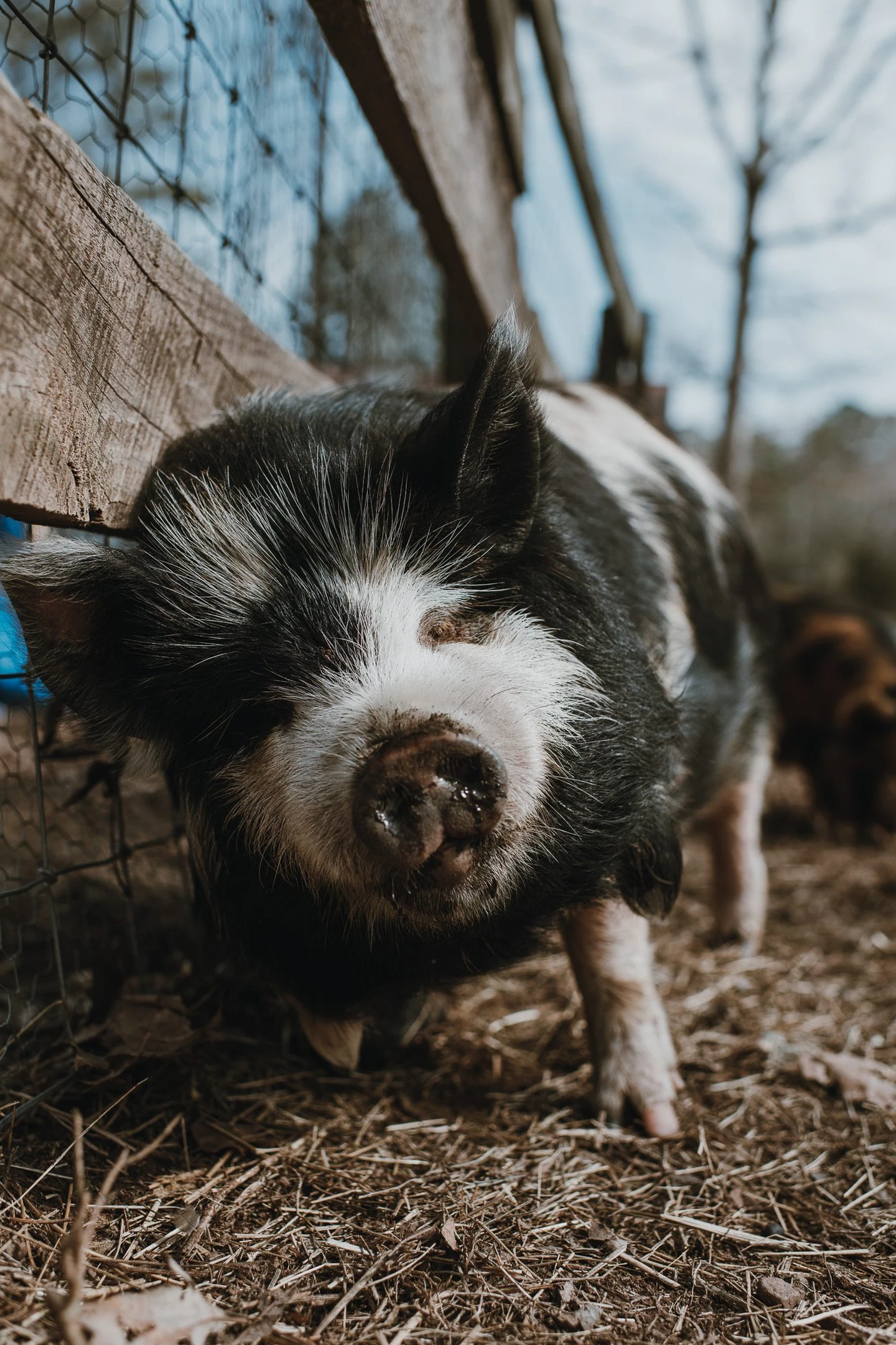 Kunekune Pigs